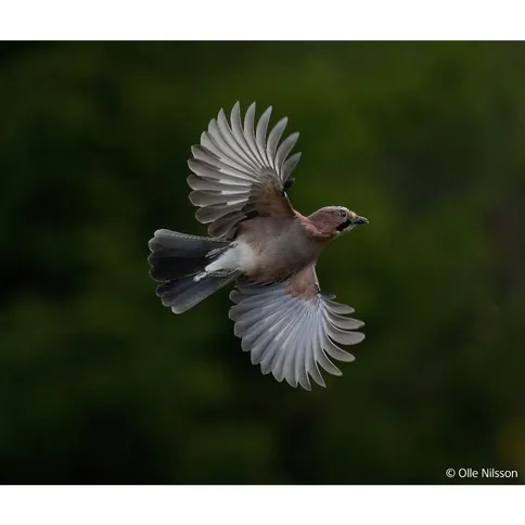 Sony Alpha 1 II Body - Imagen 8